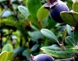 金桃娘的营养价值和功效作用