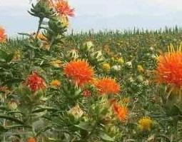 草红花的功效与作用及药用价值（草红花的功效是什么?）