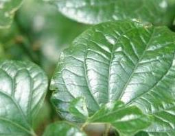 中药钻骨风怎么用 钻骨风 功效