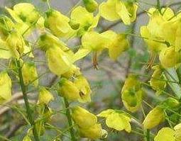 黄牛刺的功效与作用 黄牛刺的功效和用处