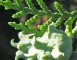 柏树种子的功效与作用（柏树种子有什么功效）