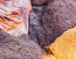 桑黄的功效与作用（桑黄的功效与作用的功能与主治）