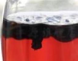 刺五加籽泡水喝的功效与禁忌(刺五加籽泡水喝的功效与副作用)