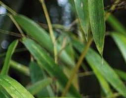 竹叶的功效与作用 竹叶的功效与作用的功能与主治