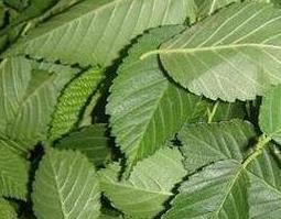 榆树叶的药用价值(榆树叶营养价值)