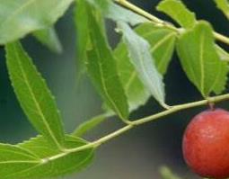 酸枣叶的功效与作用(酸枣叶的功效与作用 三大功效告诉你酸枣叶有哪些好处)