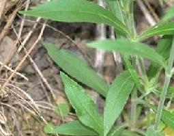 金石榴的功效与作用 金石榴的药用价值