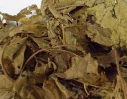 炙桑叶的功效与作用 炙桑叶的功效与作用及食用方法