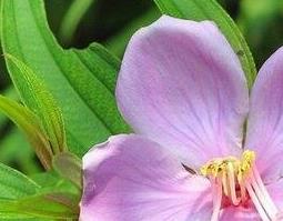 金石榴草的功效（金石榴草的功效与禁忌）