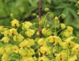 滕合欢 滕合欢功效与作用