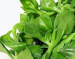 穿心莲的保健功效与作用（穿心莲的保健功效与作用及禁忌）