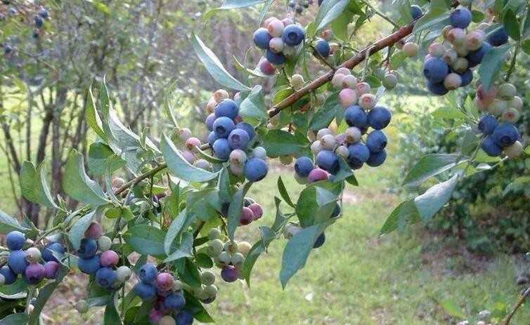 盆栽蓝莓怎样种植 盆栽蓝莓怎样种植和管理