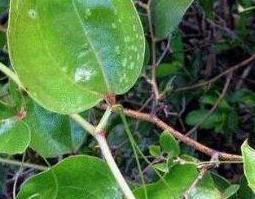 金刚藤的功效与作用及药用价值 金刚藤的功效与作用及药用价值及禁忌