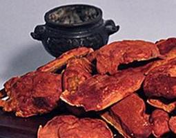 牛樟菇的功效与作用 台湾牛樟菇的功效