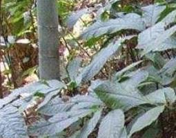 走马胎的功效与作用（中草药走马胎的功效与作用）