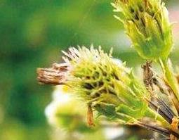 哪些人不可以吃鬼针草 鬼针草人能吃吗