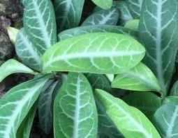 龙利叶的根有哪些功效与作用（龙利叶的根有哪些功效与作用及禁忌）