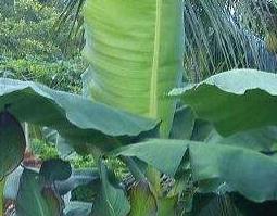 芭蕉油的功效与作用（芭蕉油的作用与用途）