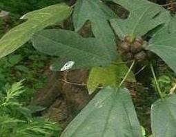 佛掌榕根的功效与作用 佛掌榕根的药用价值