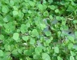 苜蓿草的功效与作用 兔子吃苜蓿草的功效与作用