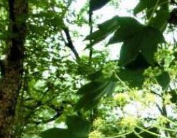 刺楸树根的功效与作用 刺楸树根的药用价值