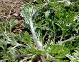 茵陈草的功效与作用（茵陈草的功效与作用有哪些）