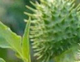 刺苹果可不可以吃(刺苹果能不能吃)