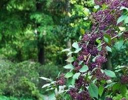 中药蟹目根的功效和药用价值(蟹目根的主要用途)