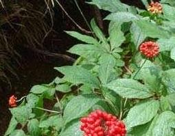 人参花的神奇功效与吃法 人参花的神奇功效与吃法大全