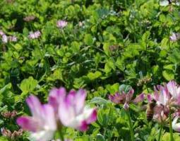 紫云英一年可种几次（紫云英需要年年种吗）