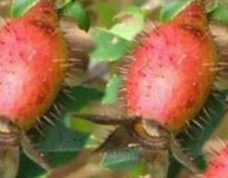 金樱子的食用方法(金樱子的食用方法及禁忌)