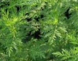 臭蒿的功效与作用（臭蒿的功效与作用禁忌）