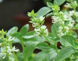 百里香的功效与作用 百里香的功效与作用及食用方法