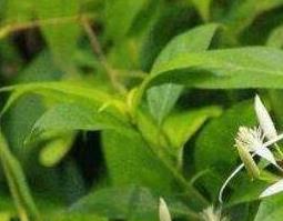 自甘草的功效和作用 甘草的功能与作用?