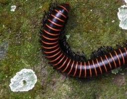 马陆的药用价值及功效作用（马陆有什么药用价值）