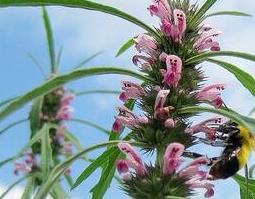 益母草的功效与作用（益母草的功效与作用及禁忌）