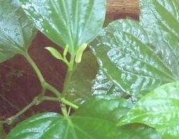 芦子的营养价值及功效 芦子的营养价值及功效与作用