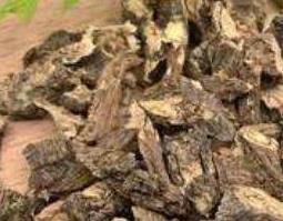 蒲公英根的功效与作用(蒲公英根的功效与作用泡水喝的功效)