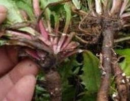 蒲公英根的功效与作用（蒲公英根的功效与作用及用量）