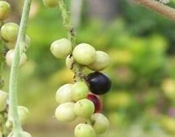 五月茶泡酒有什么功效（五月茶果实可以泡酒喝吗）