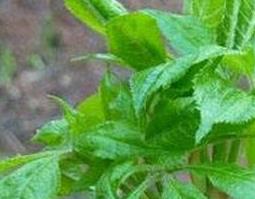 刺五加的功效作用 刺五加的功效作用与主治功