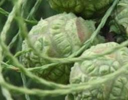 柏树果的功效与作用（柏树果的功效与作用及食用方法）