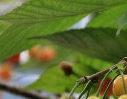 樱桃枝的功效与作用 樱桃子的功效与作用