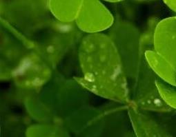 中药三叶草的功效与作用 三叶草的功效和作用还有用法