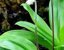 竹叶七图片 竹叶七图片大全大图