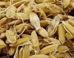 稻芽的药用功效（稻芽的药用功效与禁忌）