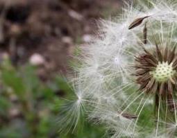 蒲公英煮水泡脚好处 蒲公英煮水泡脚好处和功效