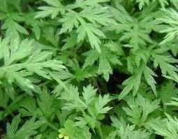 艾叶泡澡的好处与坏处（小孩生姜艾叶泡澡的好处与坏处）