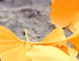 银杏叶子的功效与作用 银杏叶子的功效与作用图片