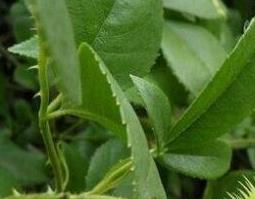 中药鹿含草的功效与作用 鹿含草是什么中药